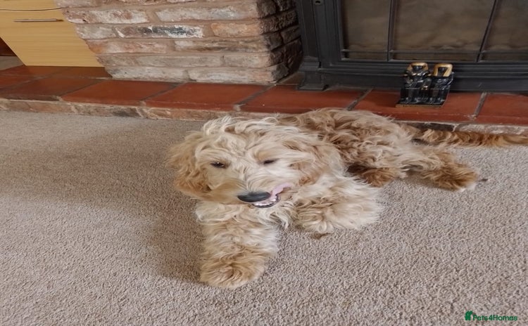 Cockapoo dogs - Advert 9