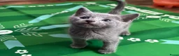 Russian Blue cats for sale: TOP PEDIGREE RUSSIAN BLUE KITTENS 🐱 - Advert 6