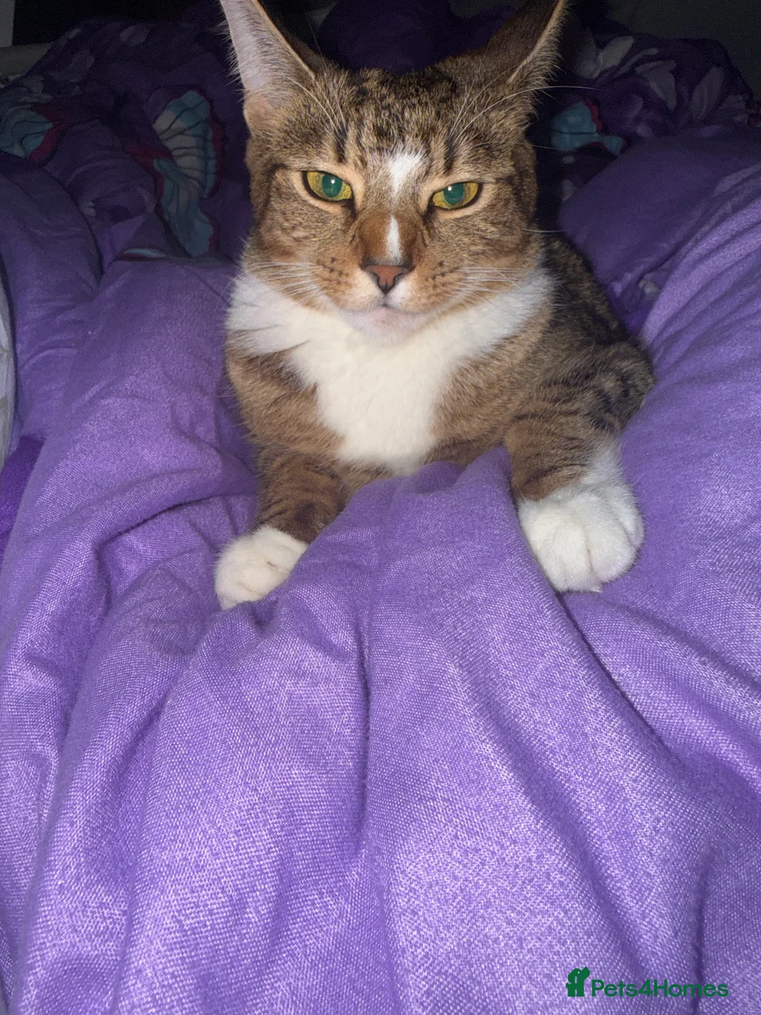 Domestic Shorthair cats for sale: Two cute kittens  - Advert 1