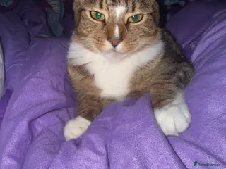 Domestic Shorthair cats Two cute kittens - Advert 4