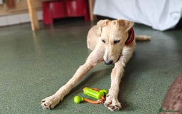 Lurcher dogs for adoption: Schmitt - Image 3