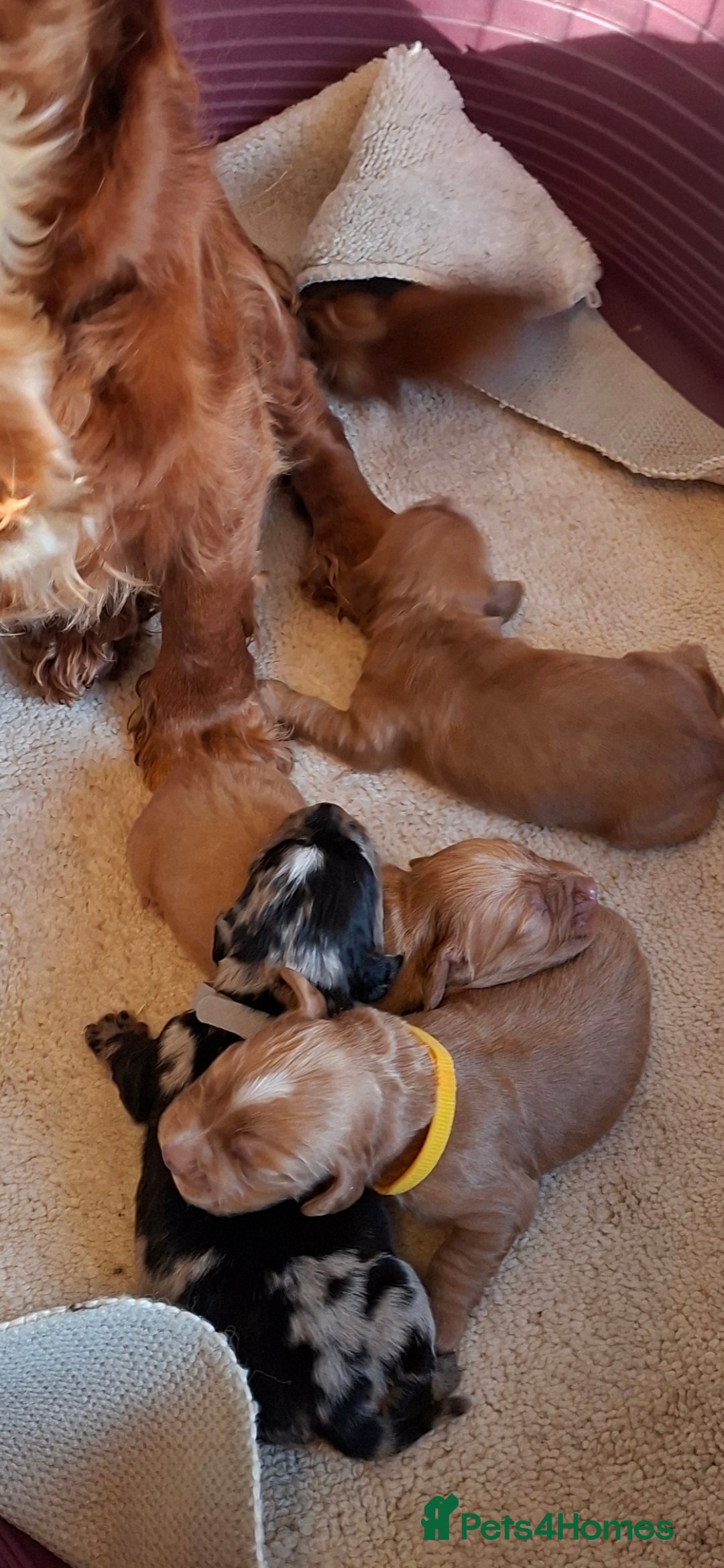 Cocker Spaniel dogs for sale: Cocker spaniel pups - Advert 20