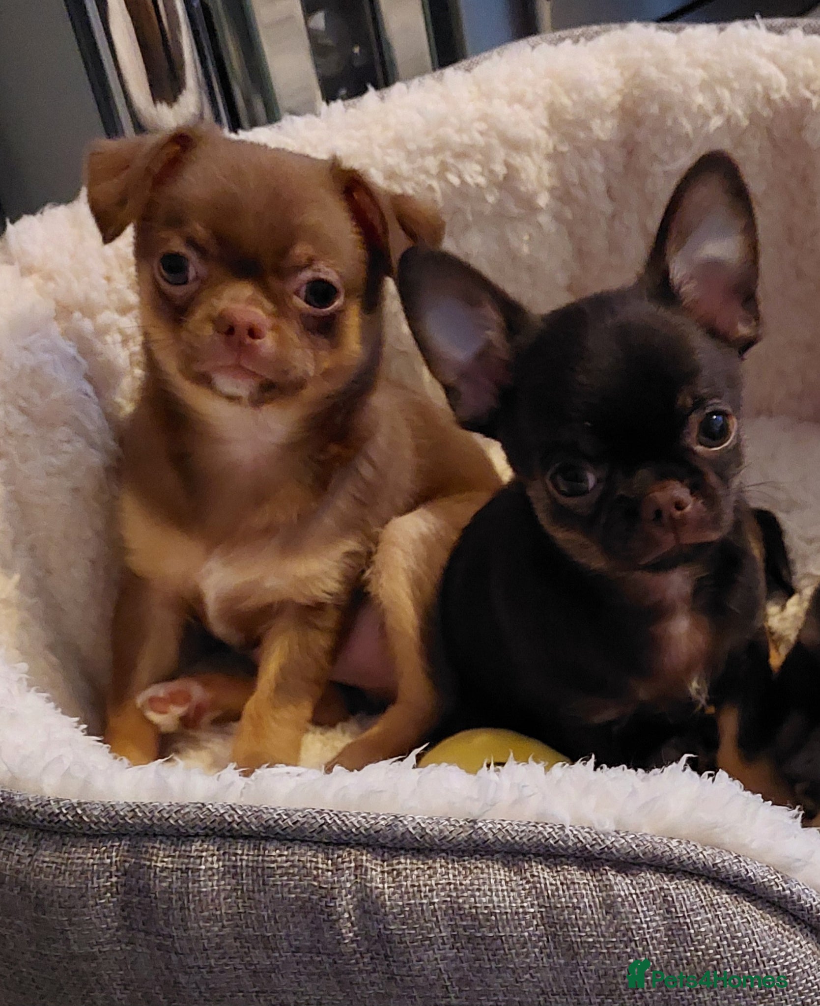 Chihuahua dogs Stunning Chihuahua boy - Advert 1