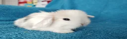 Mini Lop rabbits for sale: Baby mini lops for sale  - Advert 9
