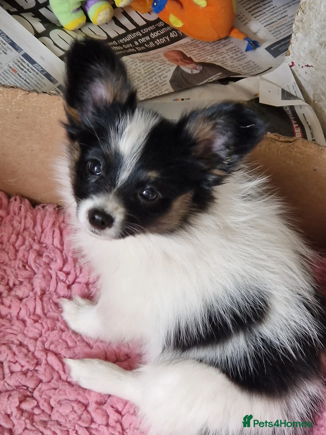 Papillon dogs for sale: Gorgeous Papillon puppies  - Advert 2