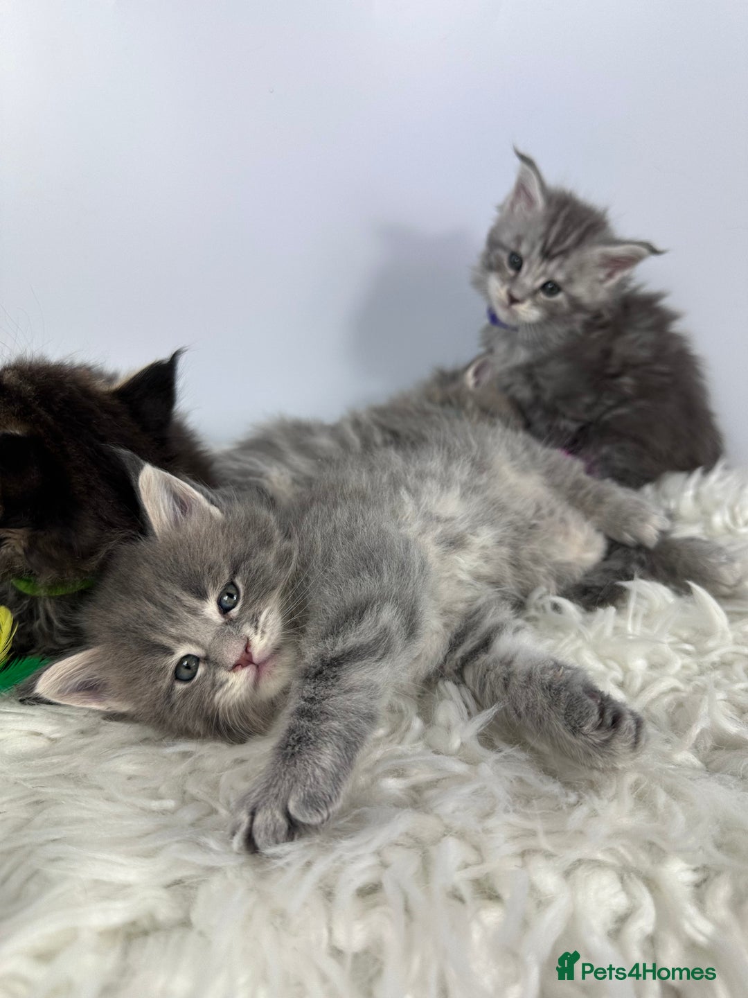Maine Coon cats for sale: 6 Gorgeous Pure Breed Maine Coon Kittens - Advert 14