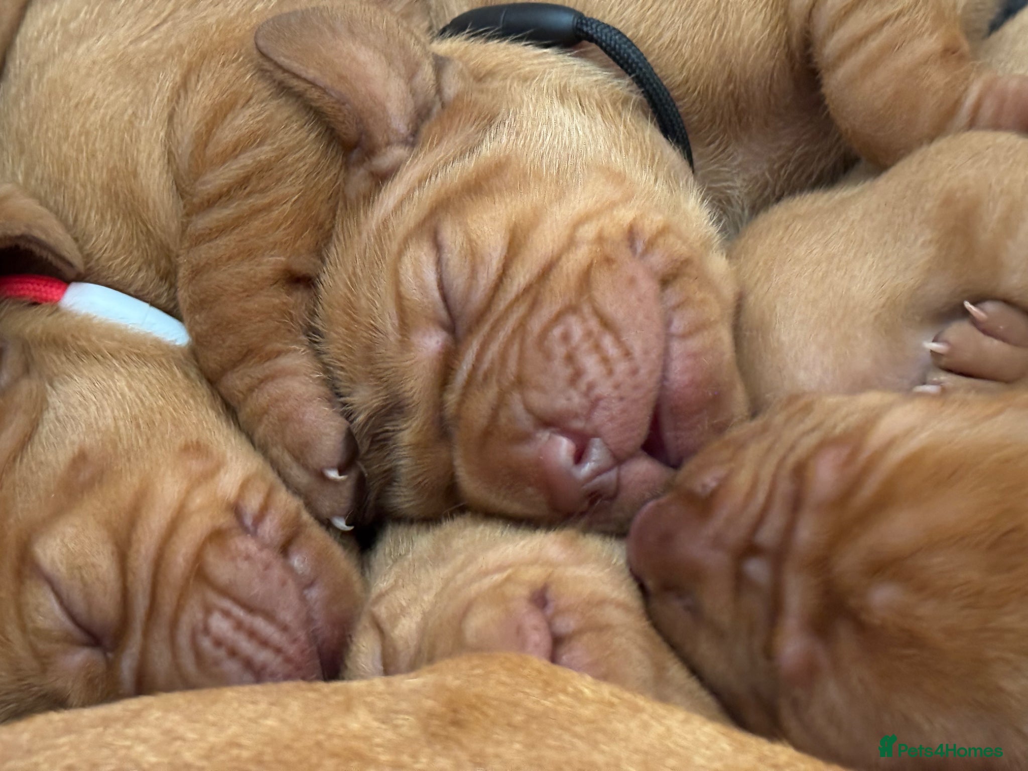 Hungarian Vizsla dogs Litter of stunning Viszlas!! - Advert 8