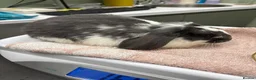 Mini Lop rabbits for sale: Male mini lop  - Advert 4