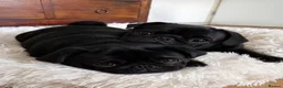 Pug dogs for sale: Pretty pug black and fawn puppies  in London - Advert 4