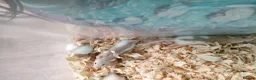 Rat rodents for sale: Baby hooded rats - Advert 7
