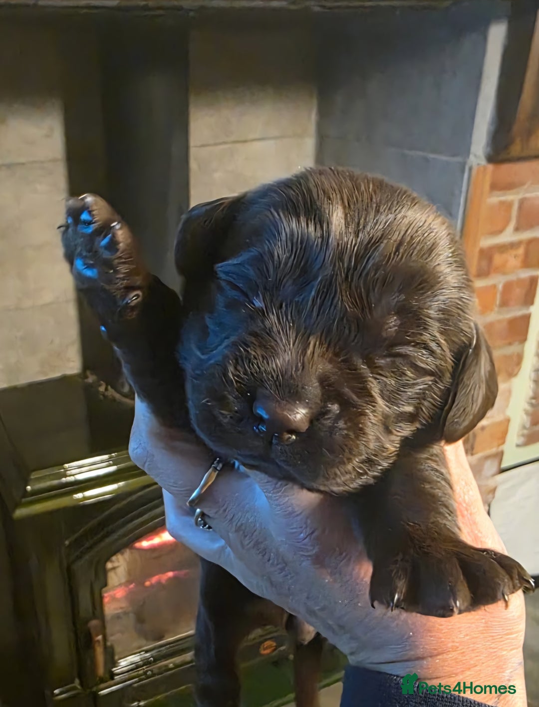 Cockerdor dogs for sale: Chocolate F1 cockerdor puppies  - Advert 25