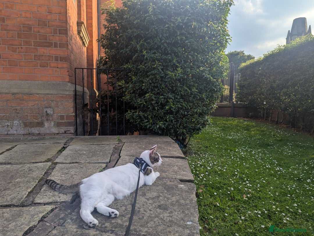 Mixed Breed cats for sale: Albie: Friendly white/tabby looking for new home - Advert 3
