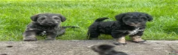 Schnoodle dogs for sale: Gorgeous Schnoodle Puppies  - Advert 13