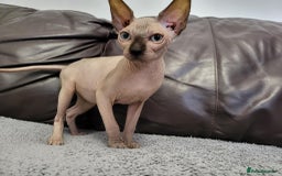 Sphynx cats for sale: Sphynx Healthy happy  boys   - Image 4