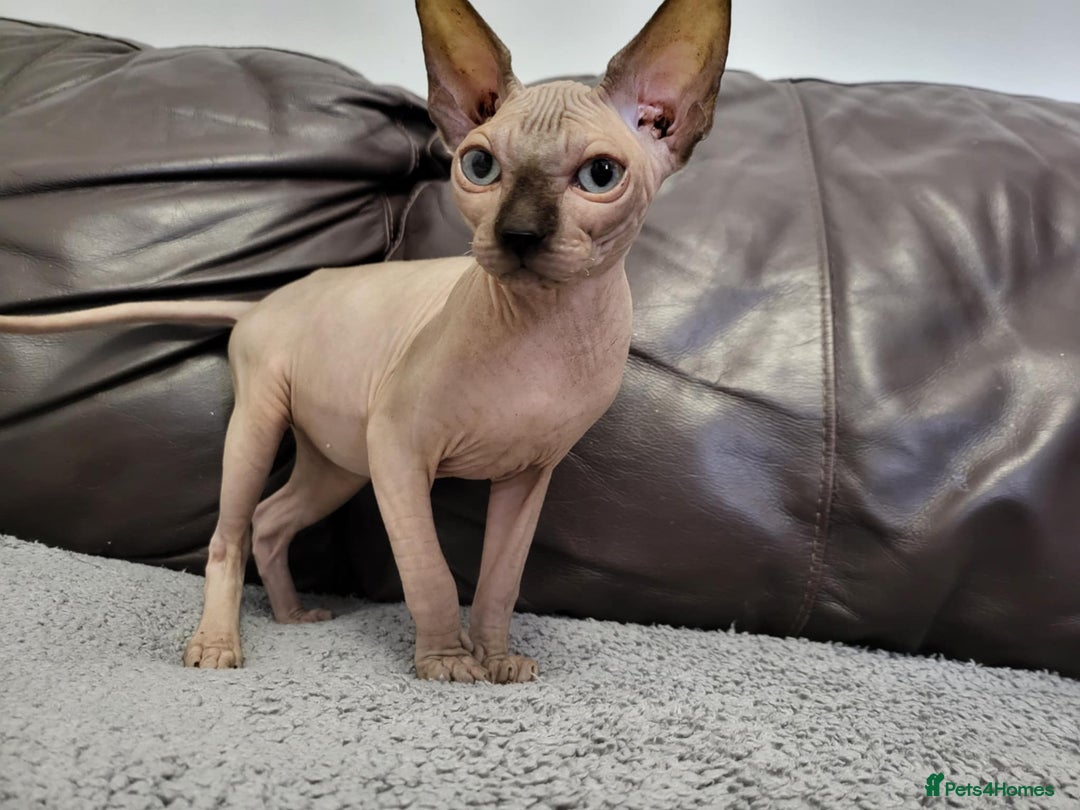 Sphynx cats for sale: Sphynx Healthy happy  boys   - Image 4