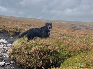 Mixed Breed dogs - Advert 28
