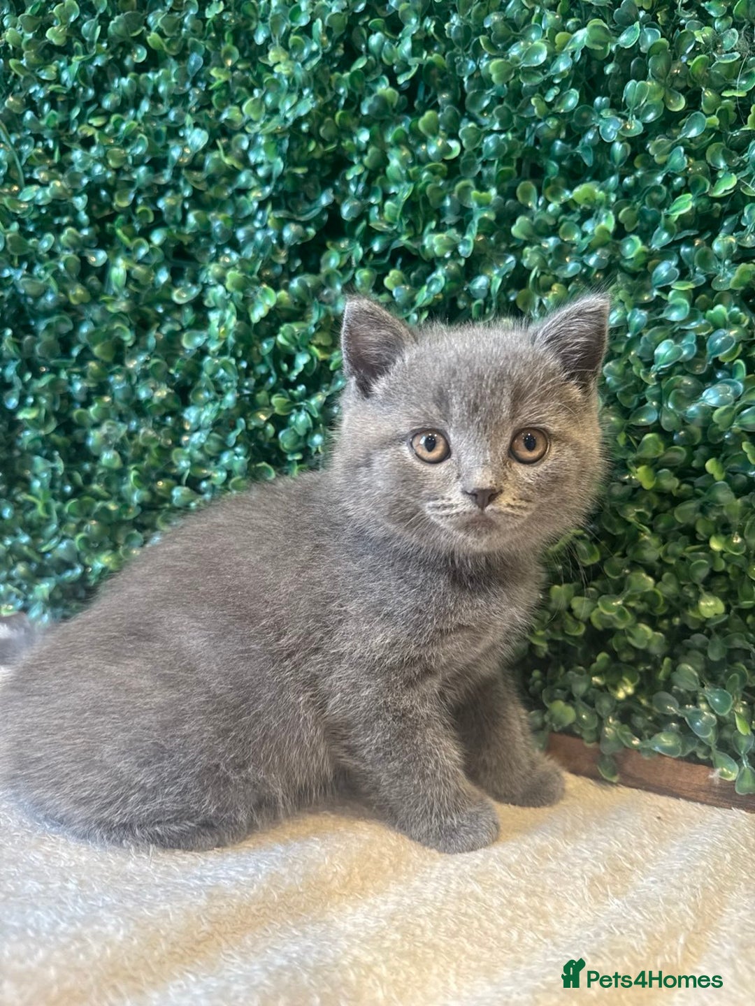 British Shorthair cats for sale: 💕British Shorthair Blue Kittens💕 - Image 17