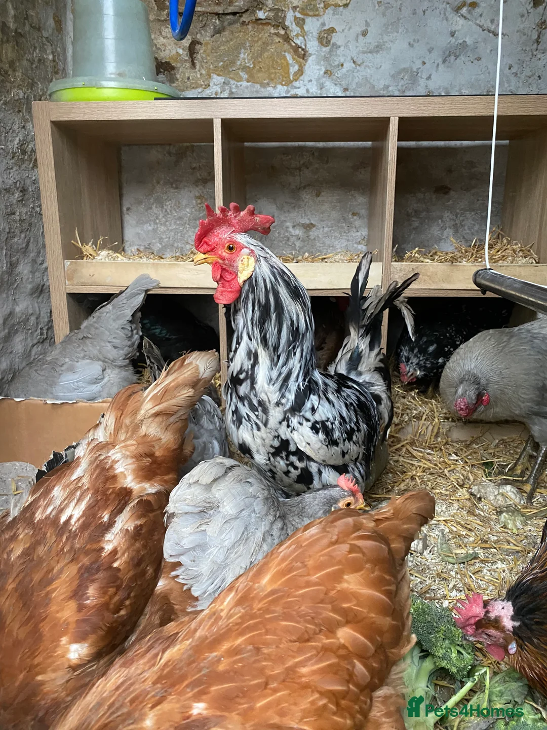 Chickens poultry for sale: Friendly Adult Cockrell  in Ripon - Advert 1