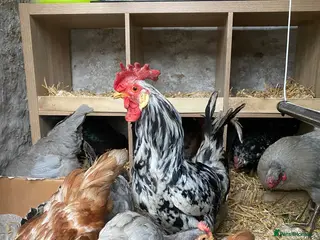 Chickens poultry Friendly Adult Cockrell - Advert 1