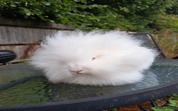 Lionhead rabbits for sale: Pure bred double maned lionhead girl - Image 9