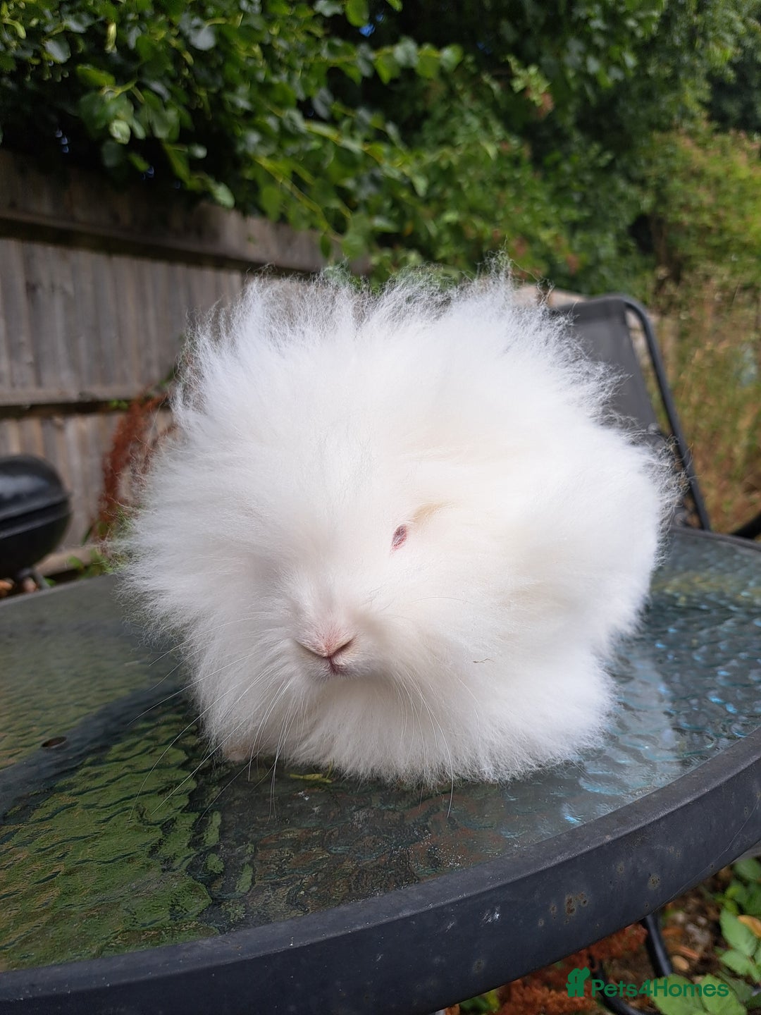 Lionhead rabbits for sale: Pure bred double maned lionhead girl - Image 9