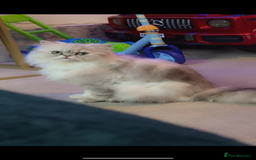 Persian cats for sale: Persian Male Cat - Advert 4