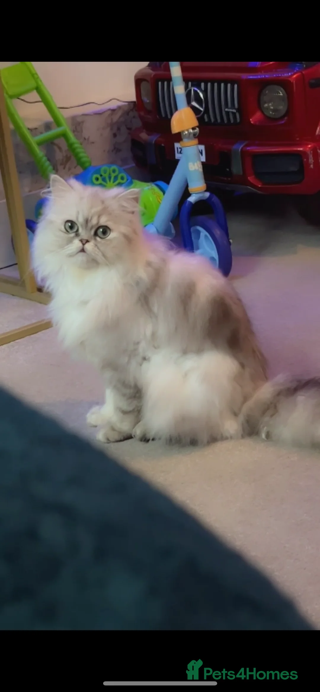 Persian cats for sale: Persian Male Cat - Advert 4