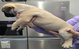 Bullmastiff dogs for sale: Bullmastiff Puppies  - Image 17