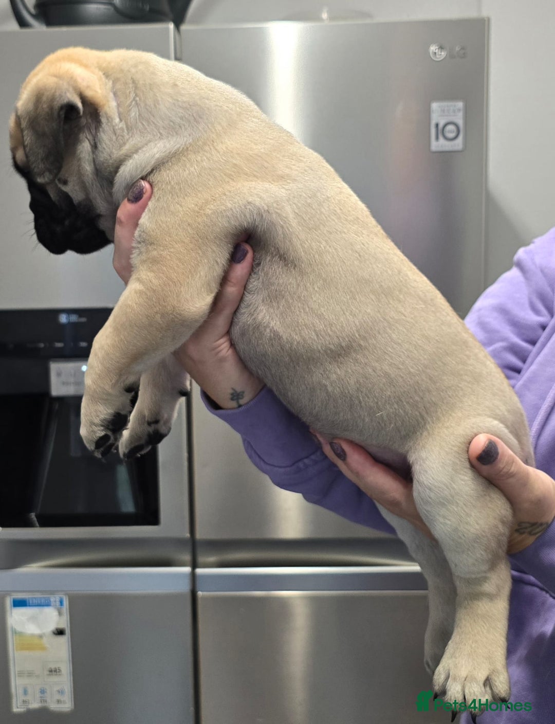 Bullmastiff dogs for sale: Bullmastiff Puppies  - Image 17