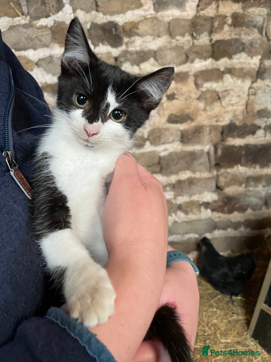 Mixed Breed cats for sale: Black/ black & white kittens Lancaster / Bentham - Image 8