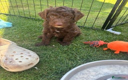 Cockapoo dogs for sale: Cockapoo puppies F1b - Image 13