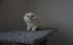 Scottish Fold cats for sale: White Scottish Fold - Image 2