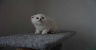 Scottish Fold cats - Advert 16