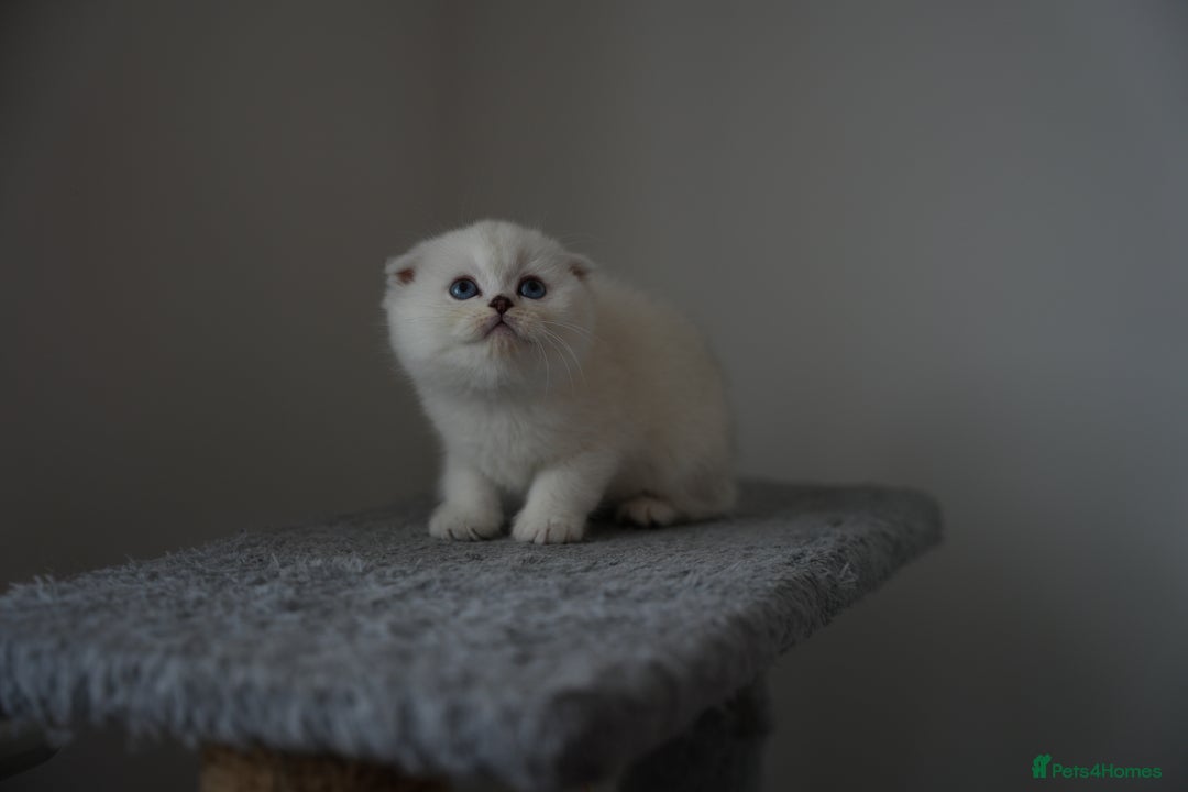Scottish Fold cats for sale: White Scottish Fold - Image 2