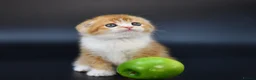 Scottish Fold cats for sale: LICENSED CATTERY PURE BREED TOP QUALITY KITTENS - Advert 11
