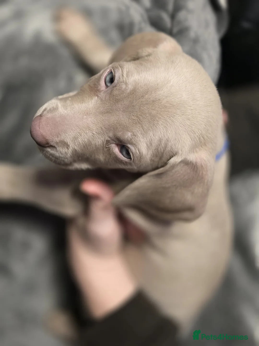 Weimaraner dogs for sale: Weimaraner gunalt champion bloodline KCregistered  - Advert 19