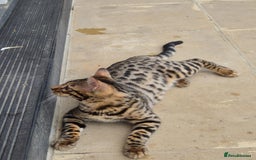 Bengal cats for sale: 1 Gorgeous Bengal SALE!!! in Swindon - Image 6
