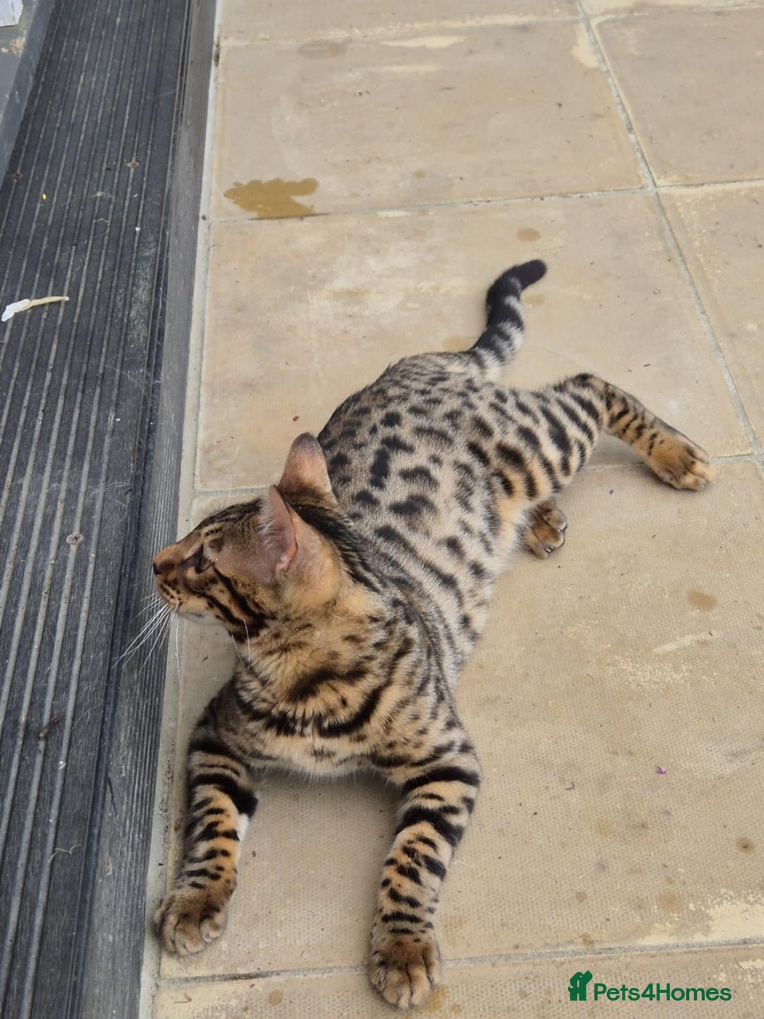 Bengal cats for sale: 1 Gorgeous Bengal SALE!!! in Swindon - Image 6
