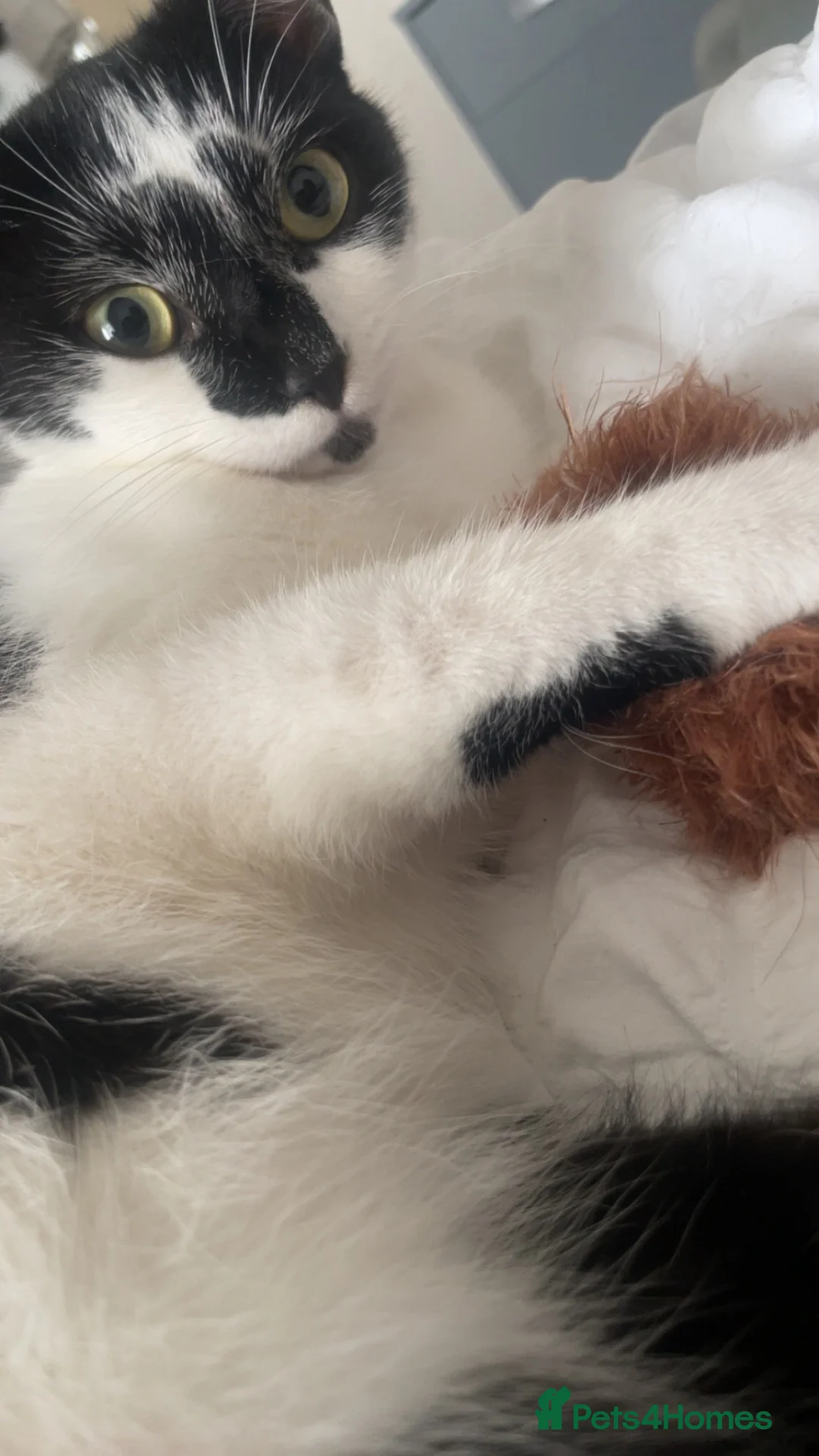 Mixed Breed cats for sale: Female cat- 1 and half years old  - Advert 2