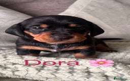 Miniature Dachshund dogs for sale: 🐾 Beautiful Miniature Dachshund 4 Girls 💕 🐾 - Image 6