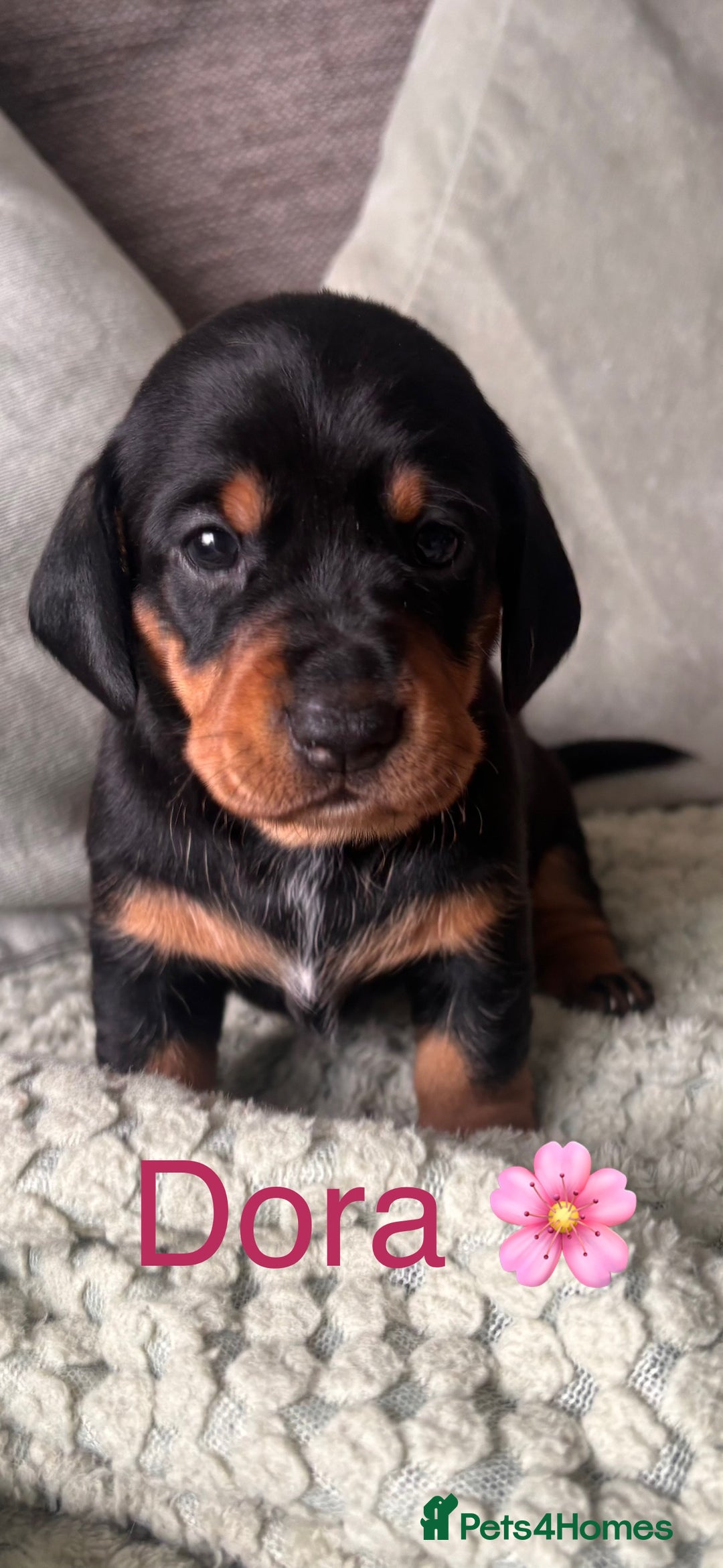 Miniature Dachshund dogs for sale: 🐾 Beautiful Miniature Dachshund 4 Girls 💕 🐾 - Image 6