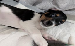 Jack Russell dogs for sale: 🐶 Jack Russell Puppies  – 2 Females 🐶 - Image 17