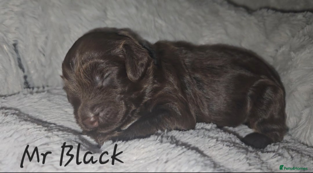 Cockapoo dogs for sale: F1b chocolate/Chocolate and Tan Cockapoo's  - Advert 3