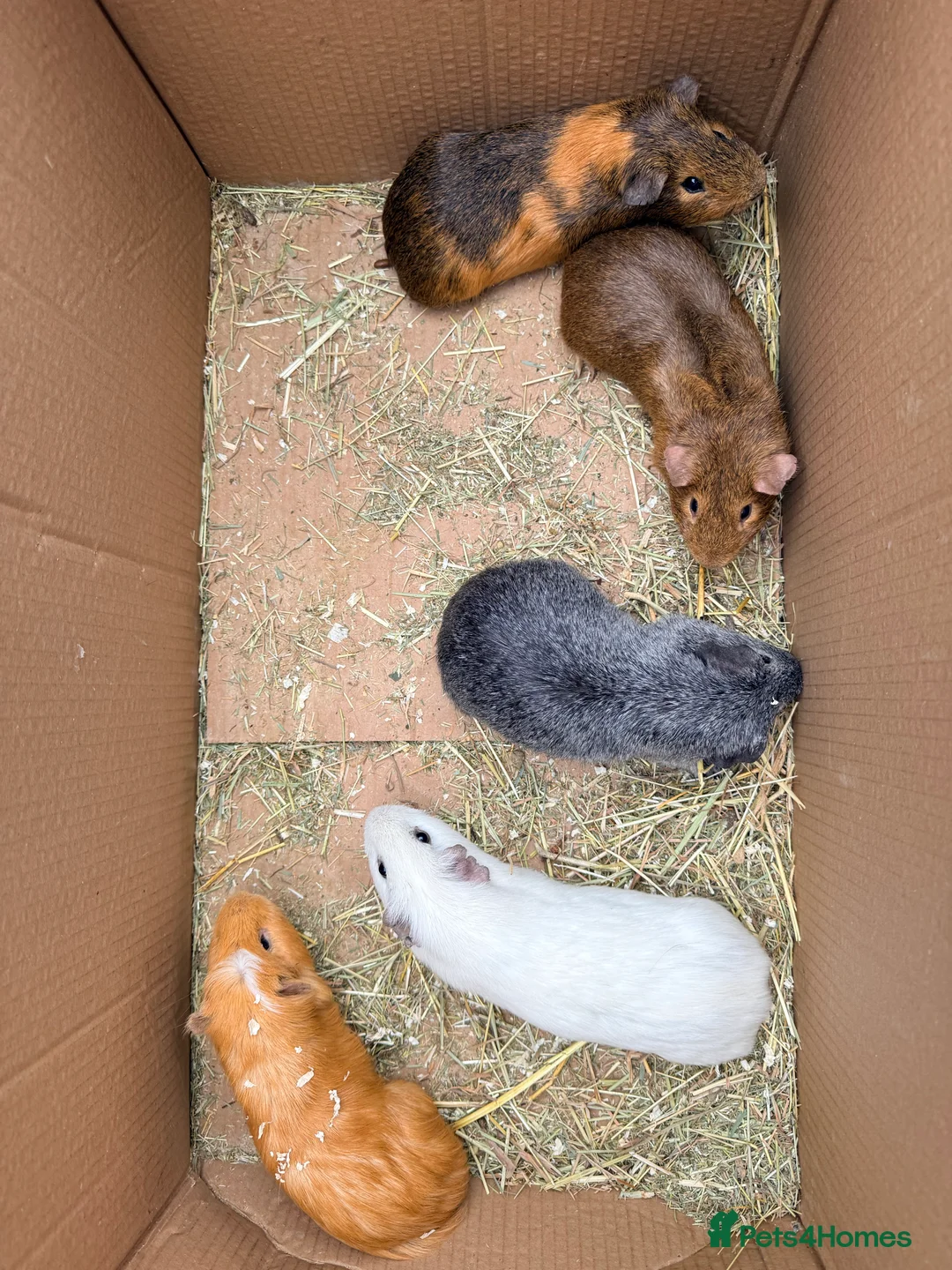 Guinea Pig rodents for sale: Guinea pigs and set up  - Advert 2