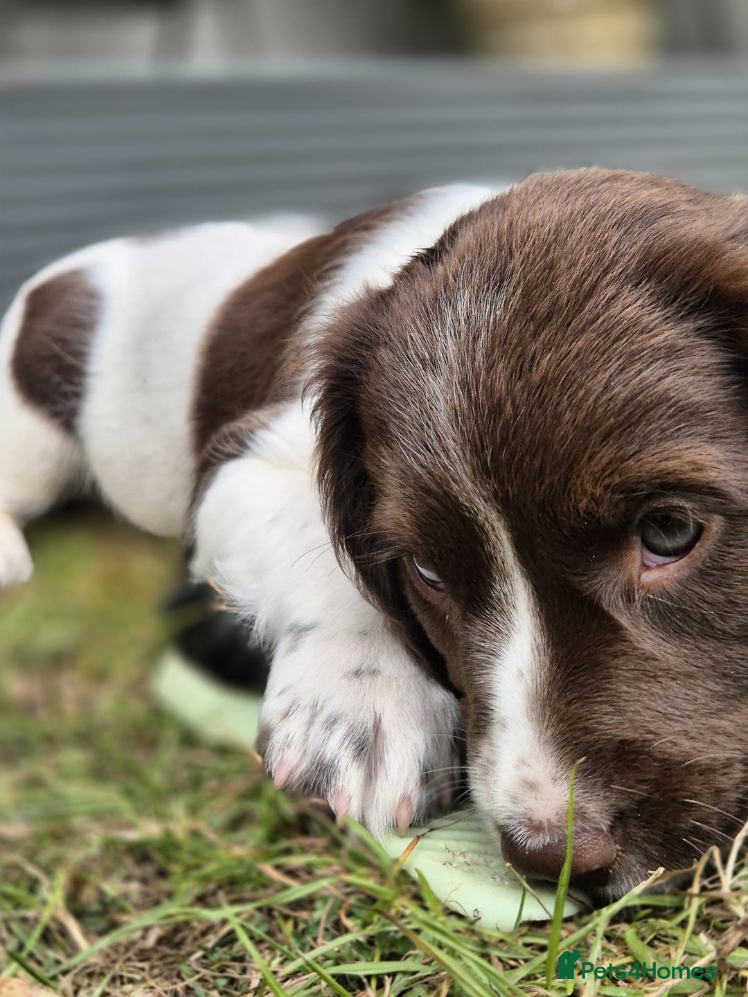 English Springer Spaniel dogs for sale: KC Reg. READY NOW. English Springer Spaniel 8 WKS - Image 36