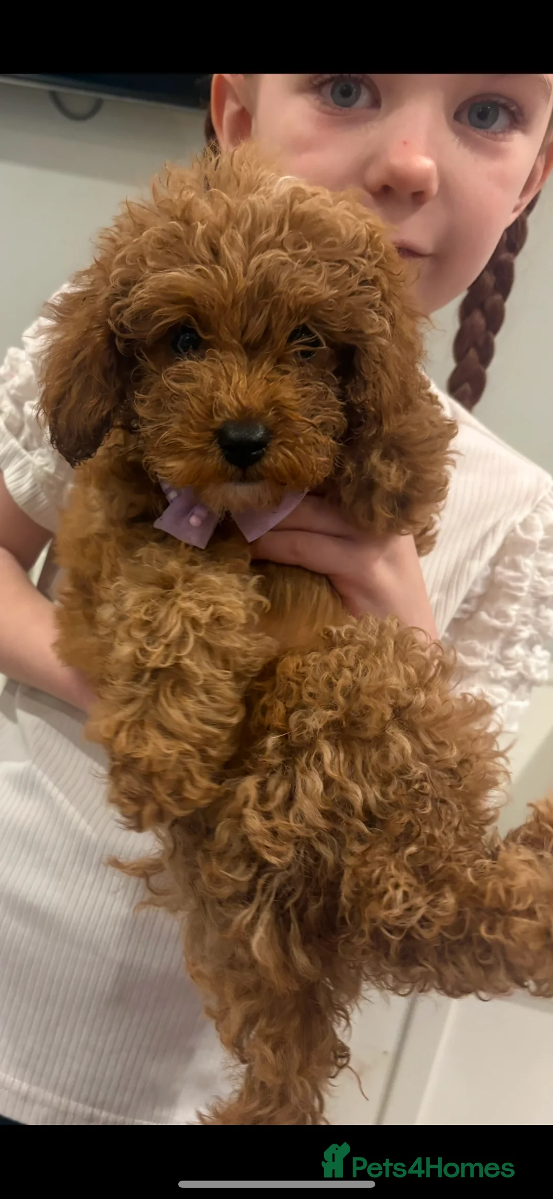 Cavapoo dogs for sale: Extensively DNA health tested and trained girl   - Advert 5
