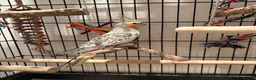 Cockatiels birds for sale: Beautiful male cockatiel  in Woodford Green - Advert 5