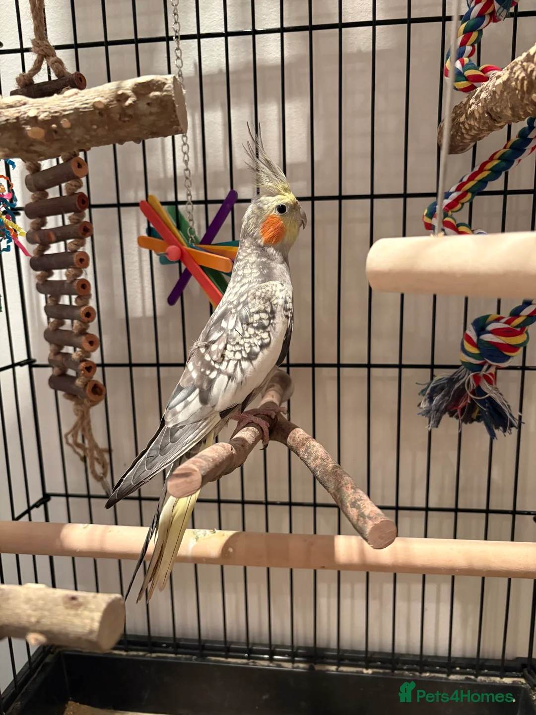 Cockatiels birds for sale: Beautiful male cockatiel  in Woodford Green - Advert 5