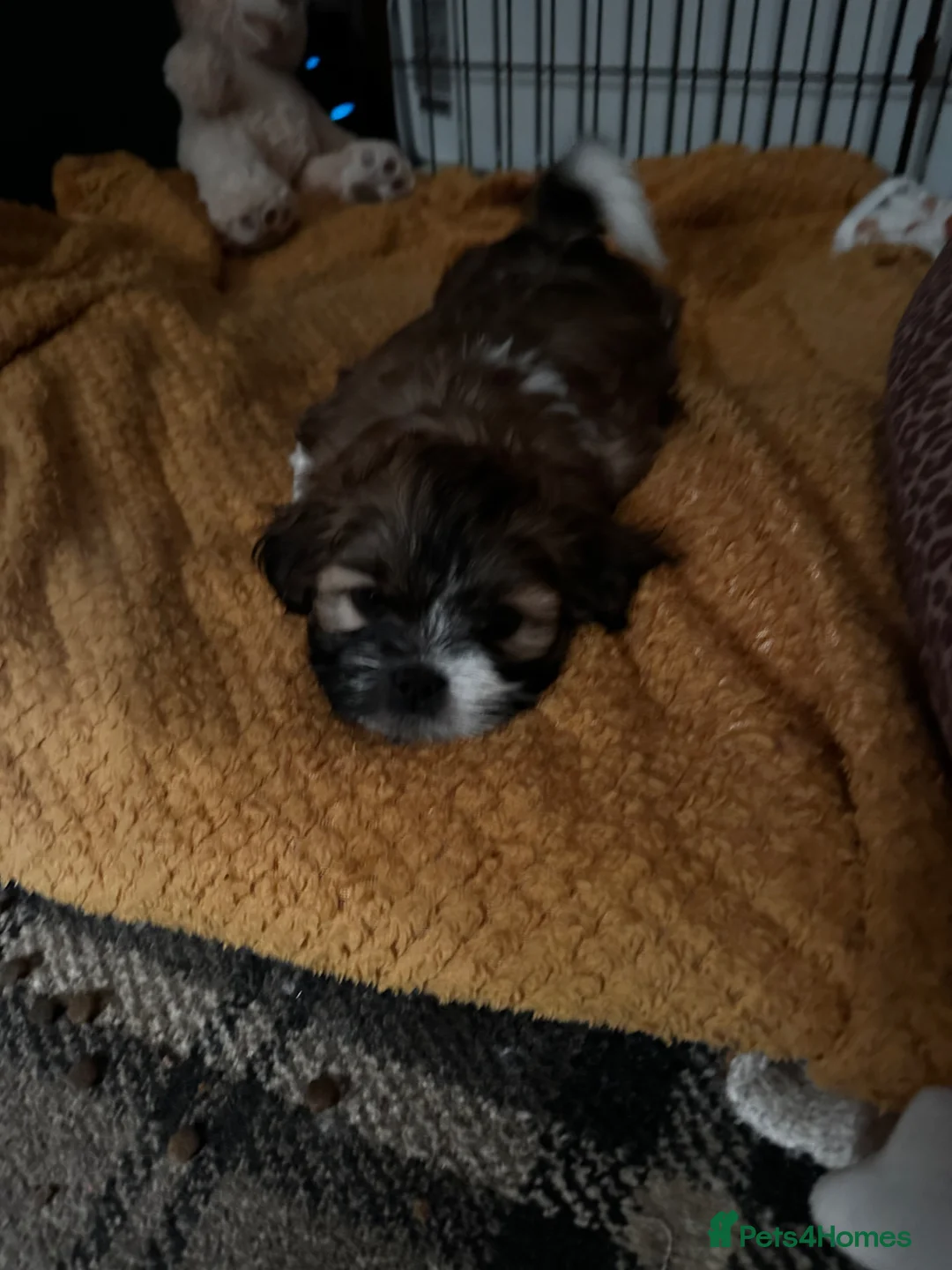 Lhasa Apso dogs for sale: KC Lhasa also Puppys  - Advert 6