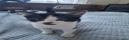 Mixed Breed cats for sale: Playful & Loving Kittens Ready Now  - Advert 9